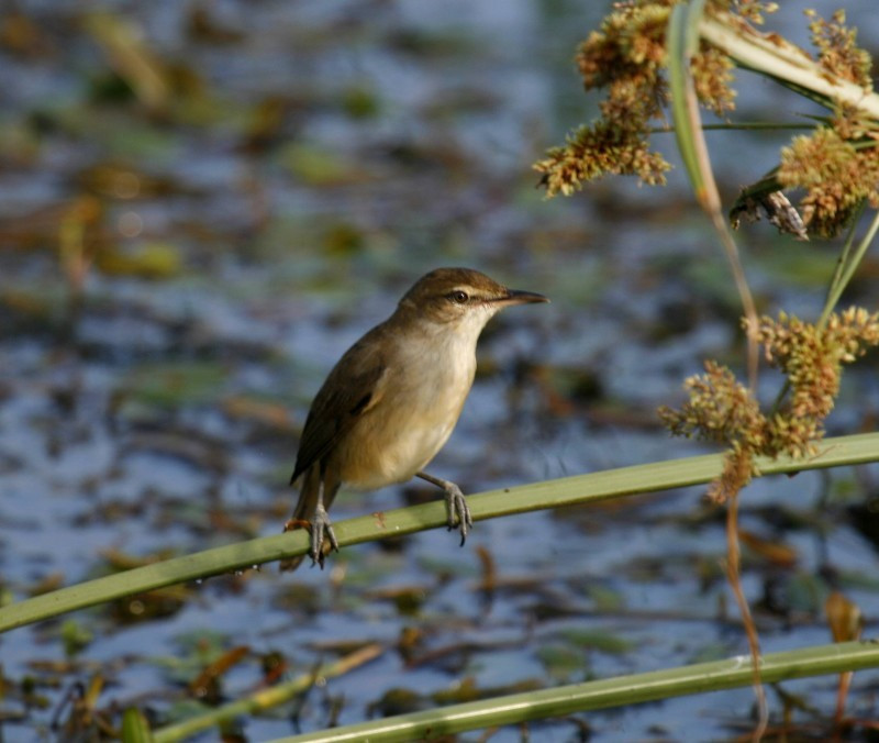 image Clamorous Reed Warbler